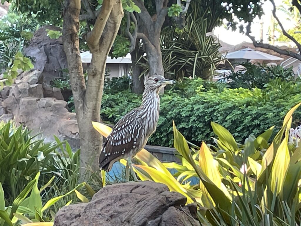 Disney's Aulani Character Breakfast