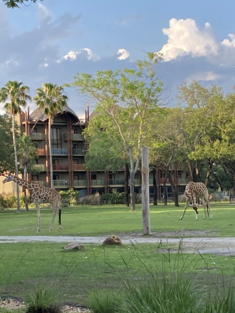 Disney's Animal KIngdom Lodge