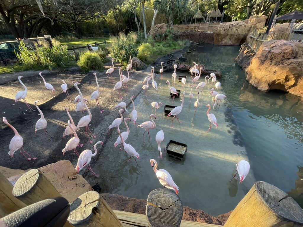 Walt Disney World's Animal Kingdom Lodge - Jambo House